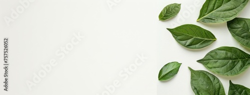 leaves against a clean, white neutral background, showcasing their intricate details and natural beauty.