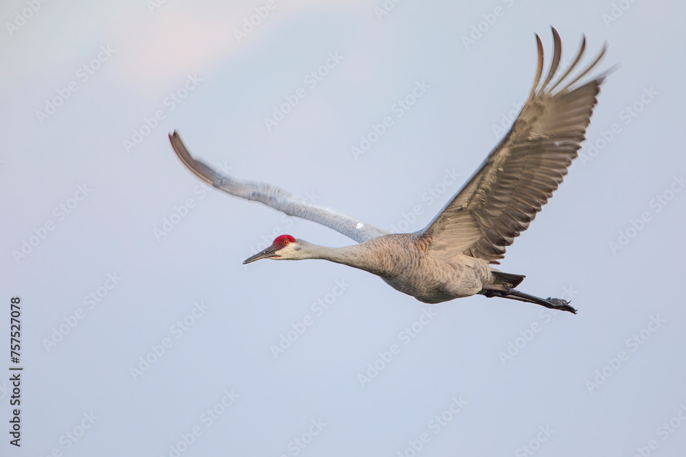 Obraz premium Sandhill Crane (Grus canadensis) flying, Kissimmee, Florida, USA