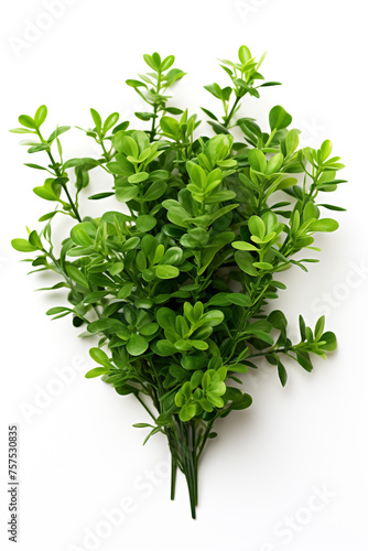 resh thyme leaves plant, white background сreated with Generative Ai