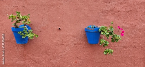 macetas azules de geranios rosas colagadas en una pared de color rojo