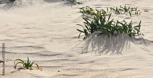 plantas en una duna de arena en la playa de Cortadura de Cádiz