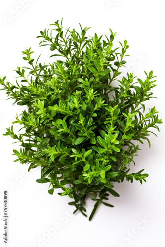 resh thyme leaves plant  white background   reated with Generative Ai