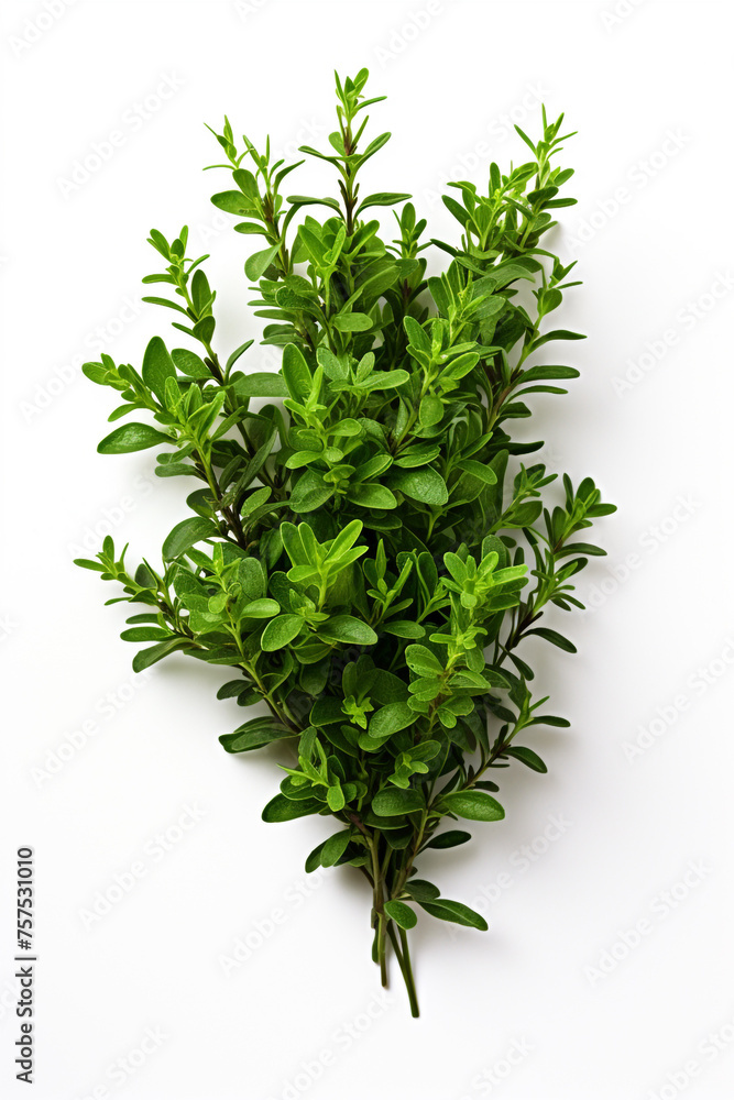 Obraz premium resh thyme leaves plant, white background сreated with Generative Ai