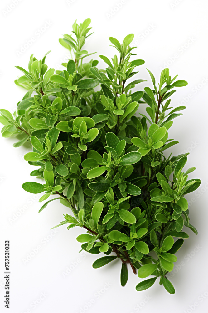 resh thyme leaves plant, white background сreated with Generative Ai resh thyme leaves plant, white background сreated with Generative Ai