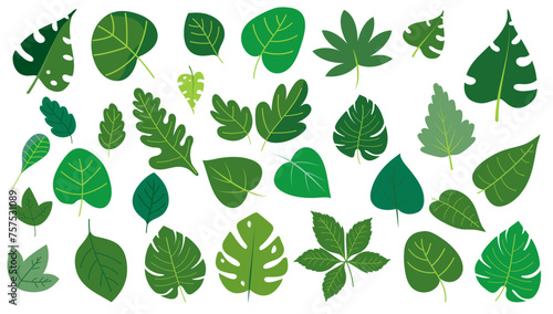 Green leaves vector collection - Set of graphical design elements with various leafs in different shapes and sizes. Flat design with white background
