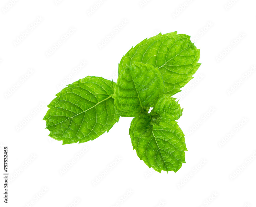 Mint leaves close up on white Mint leaves close up on white