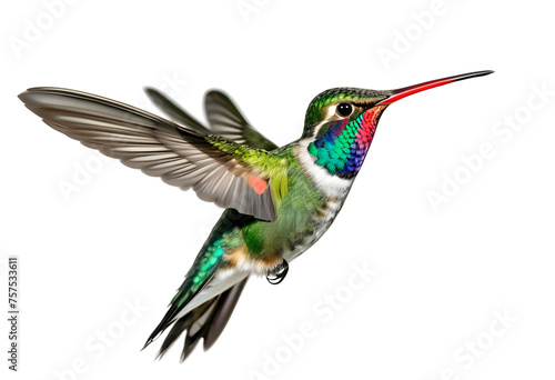 Broad Billed Hummingbird on a pure white background.