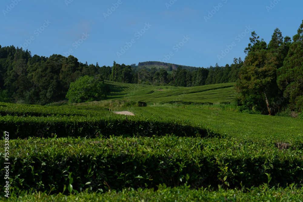 Tea terraces in the Azores