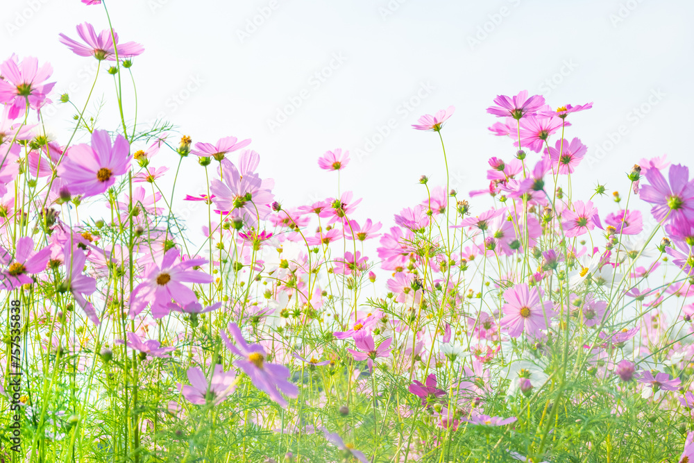 Pink cosmos flowers full blooming in summer garden,Field of cosmos flower on blue sky background,Selective focus. Pink cosmos flowers full blooming in summer garden,Field of cosmos flower on blue sky background,Selective focus.