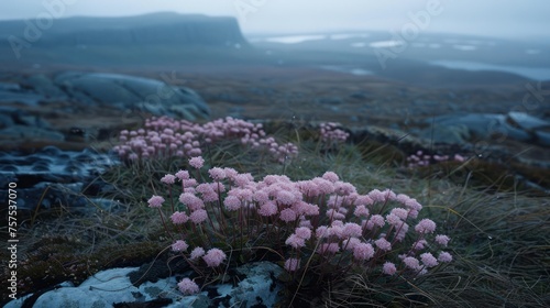 a bunch of pink flowers sitting on top of a grass covered hill next to a body of water on a foggy day. photo