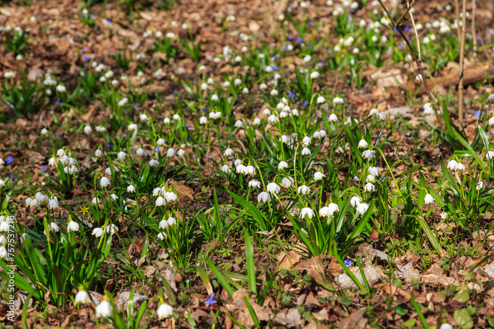 Fototapeta premium White spring flowers. Leucojum aestivum.