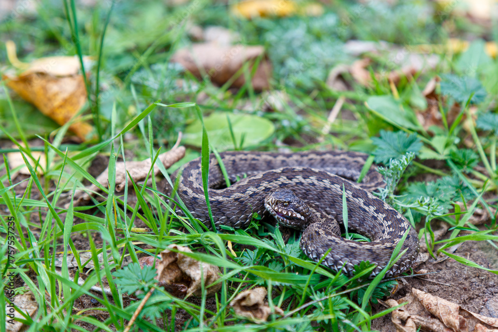 Beautiful big steppe viper Vipera renardi. Close up. Beautiful big steppe viper Vipera renardi. Close up.