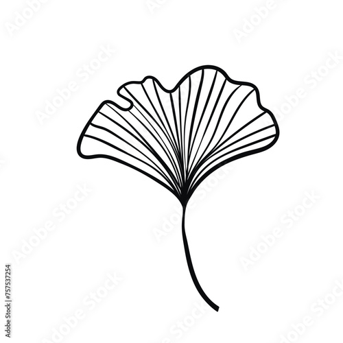 Ginkgo biloba leaves sketch. Decorative sceleton leaf. Vector hand drawn illustration. Minimal linear style