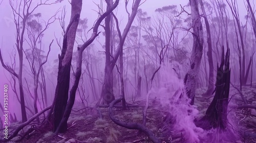 a purple smoke bomb in the middle of a forest filled with dead trees and dead grass on a foggy day. photo