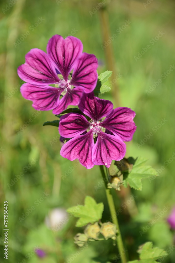 Mallow flowers in bloom. Open malva flower on bokeh green background. Mallow flowers in bloom. Open malva flower on bokeh green background.