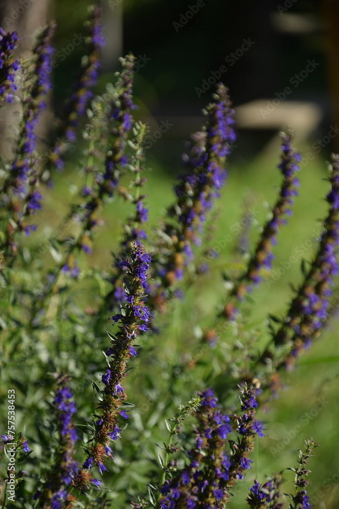 Obraz premium Hyssop blooming plant in summer herbal garden.