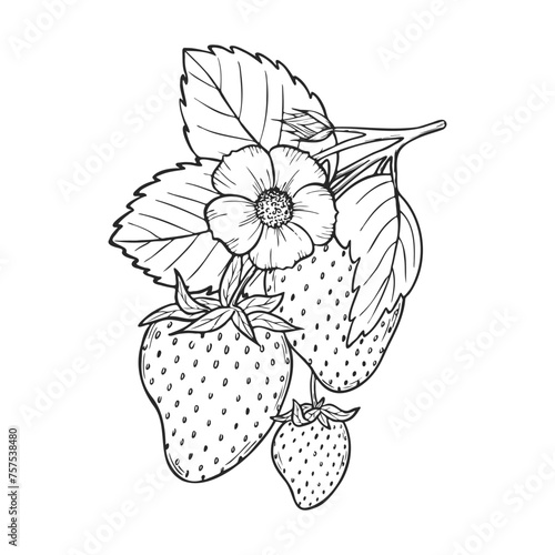 Vector strawberry line art illustration composition with berries, leaves and flowers, hand drawn botanical outline sketch, monochrome drawing. Design element for coloring book, background, pattern.