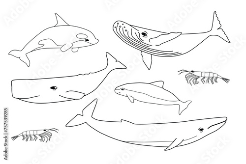Vector black white hand drawn set of animals in Antarctica.  Outline collection of blue, humpback, sperm whales, orca, krill, porpoise.