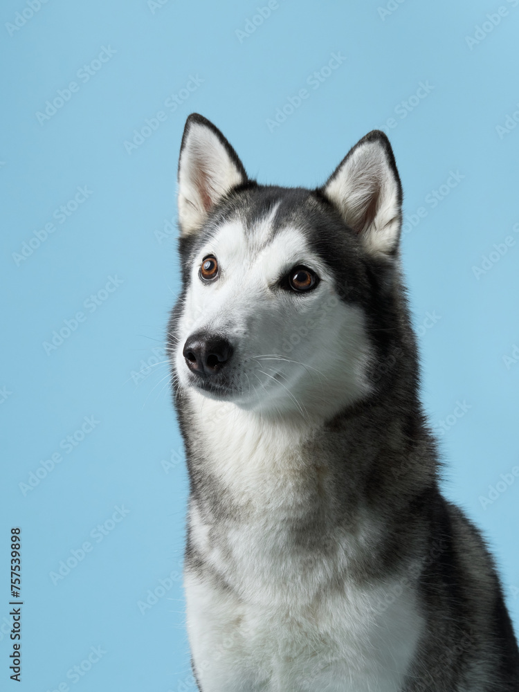 Alert Siberian Husky portrayed in a studio setting, displaying its piercing gaze. Dog portrait captures the breed's iconic markings and attentive expression, against a calm blue backdrop