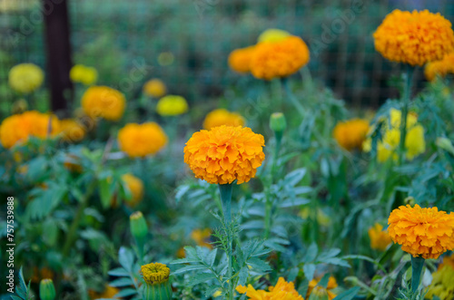 Marigold flowers in the Garden