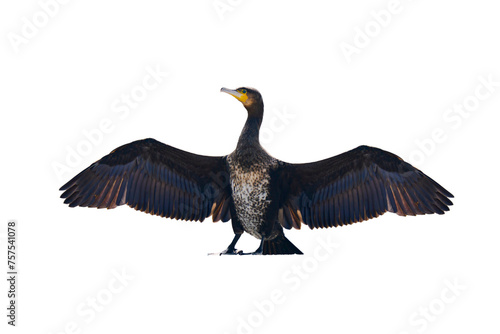 cormorant with spread wings isolated on white background © fotomaster