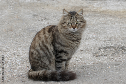 A stray cat sitting in street sidewalk