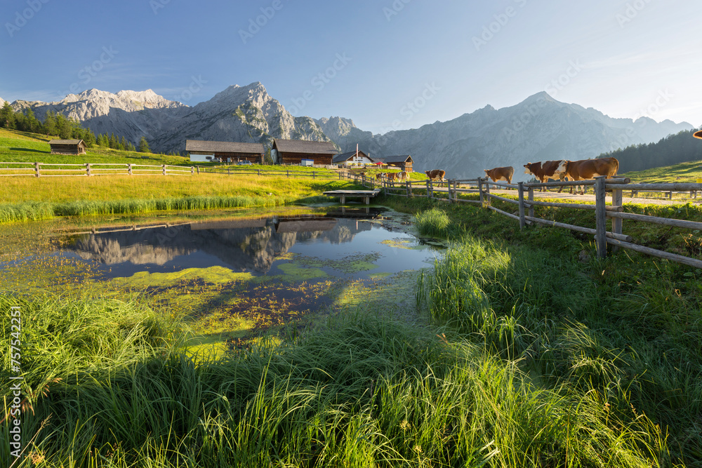 Obraz premium Teich auf der Walder Alm, Kühe, Huderbankspitze, Karwendel, Tirol, Österreich