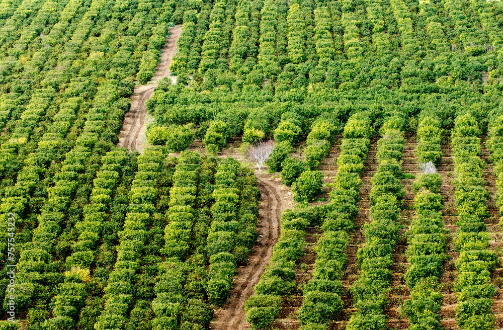 Fototapeta premium A citrus orchard in Mediterranean nature spring time