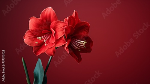 Ruby Bloom Red Amaryllis in Close-up on Luscious Red Canvas © Muhammad