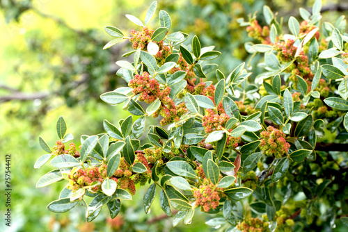 Blooming branches of the mastic tree (Pistacia lentiscus). Its resin was formerly used as chewing gum. photo