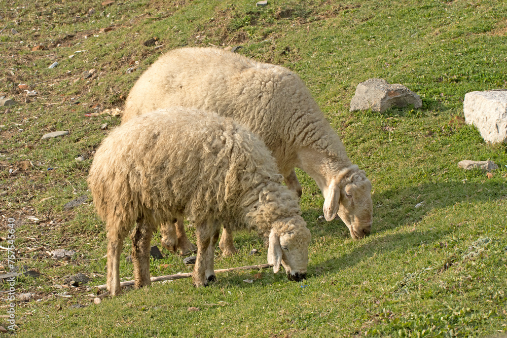 Two Akkaraman sheep grazing on pasture Two Akkaraman sheep grazing on pasture