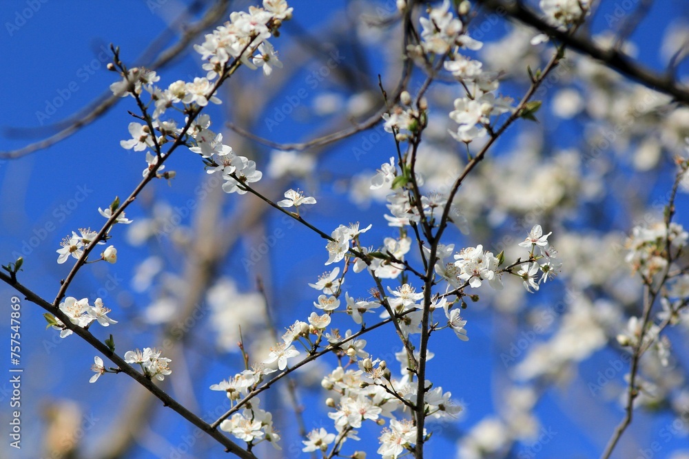 White wild plum blossoms against a blue sky in spring White wild plum blossoms against a blue sky in spring