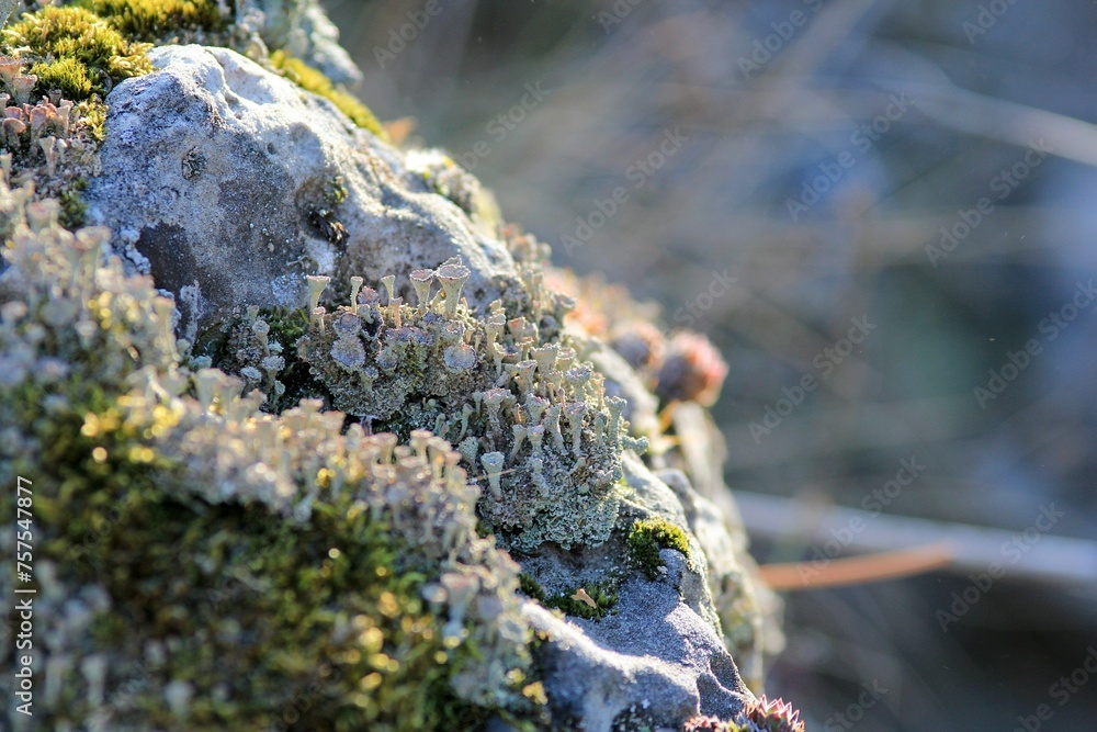 Cladonia growing on rocks in spring Cladonia growing on rocks in spring