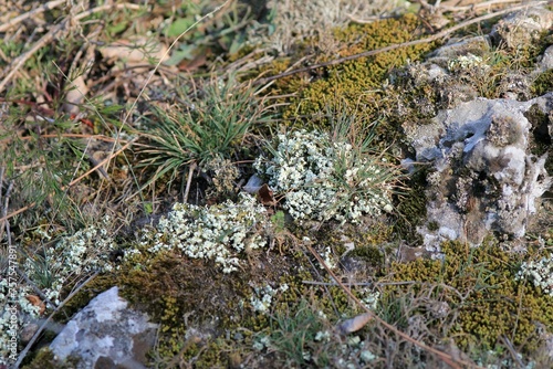 Green lichen and moss on rocks in spring 