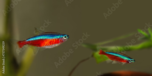 Female (left) and male (right) of Cardinal tetra (Paracheirodon axelrodi) is a freshwater fish of the family Characidae. It is native to the upper Orinoco and Negro Rivers in South America.