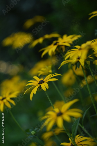 Yellow rudbeckia flowers on bokeh flowers background, bokeh empty space for text, floral coneflowers background by manual helios lens.