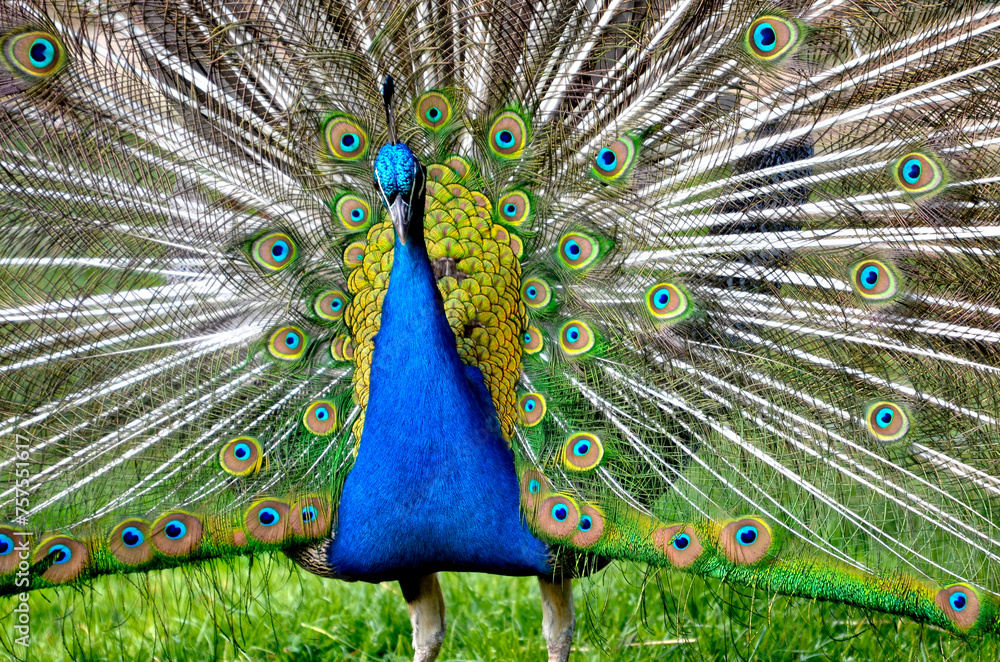 Naklejka premium Closeup male peacock (Pavo cristatus) displaying tail feathers seen from front