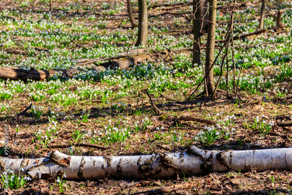 White snowdrop flowers (Galanthus nivalis) in a spring forest White snowdrop flowers (Galanthus nivalis) in a spring forest