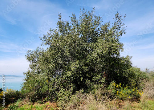 Foto A kermes oak bush (Quercus coccifera), is an oak bush native to Mediterranean na