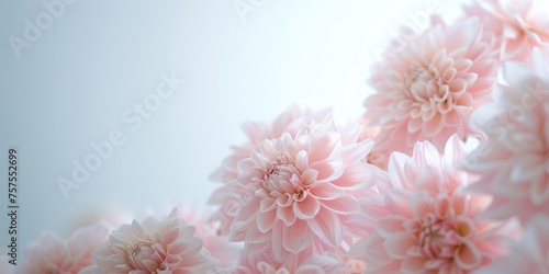 pink chrysanthemums on a blue background. copy space 