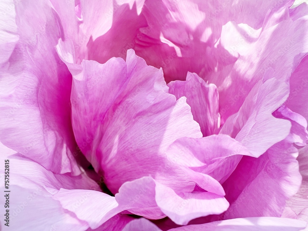 Beautiful peony pink flower petals. Beautiful peony pink flower petals.