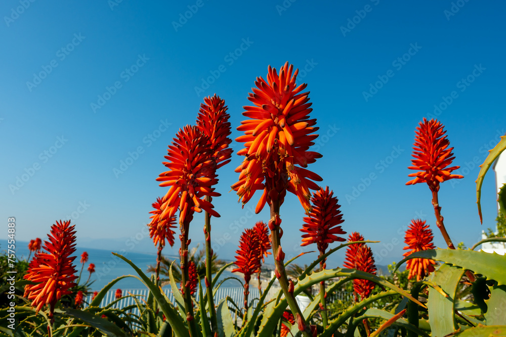 Aloe vera plantation, cultivation of aloe vera, healthy plant used for medicine, cosmetics, skin care, decoration Aloe vera plantation, cultivation of aloe vera, healthy plant used for medicine, cosmetics, skin care, decoration