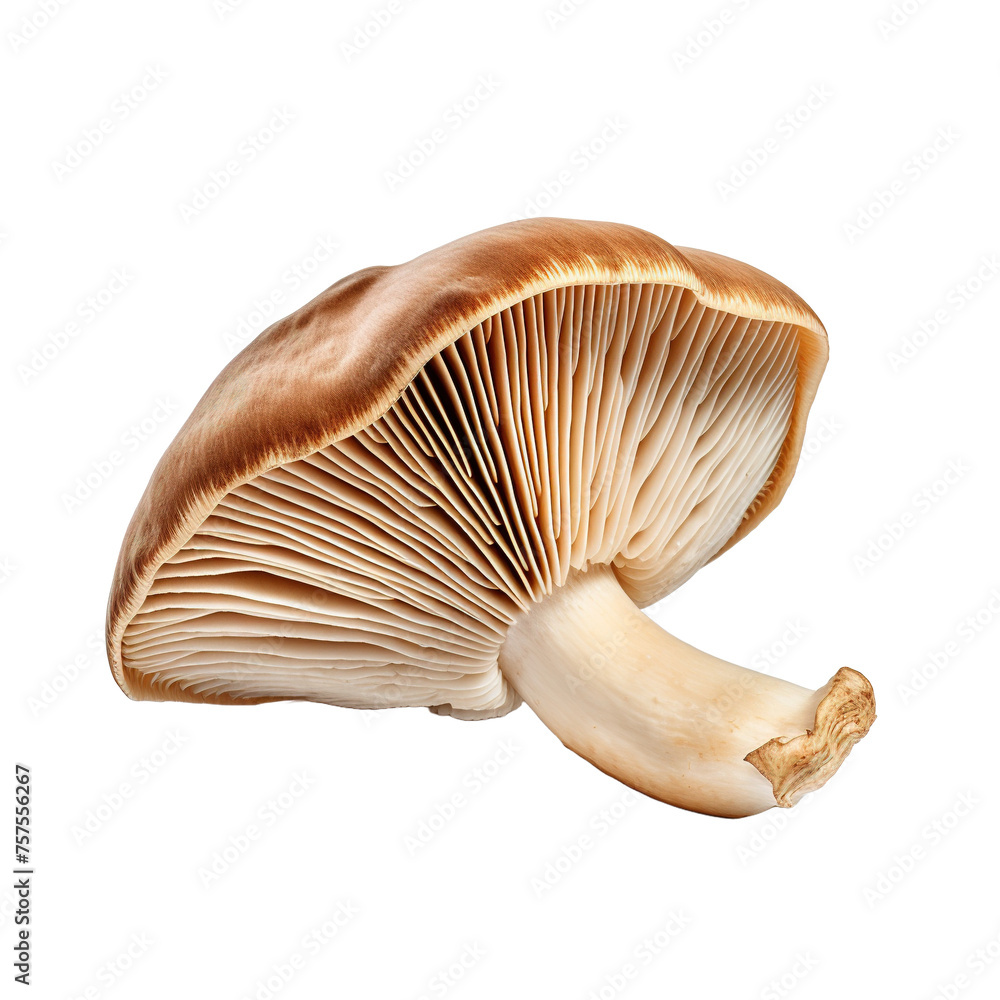 Slice mushroom isolated on white or transparent background Slice mushroom isolated on white or transparent background
