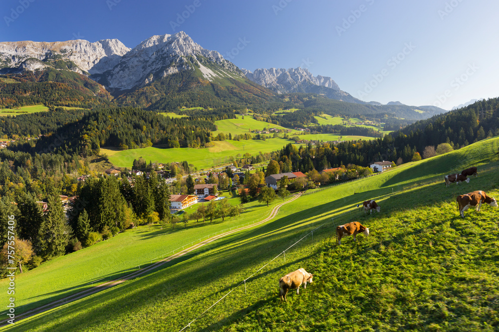 Kuhweide, Wilder Kaiser, Scheffau, Tirol, Österreich