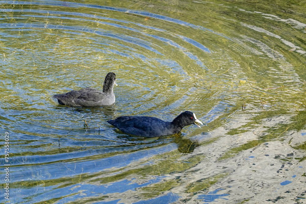 Fototapeta premium Ducks swimming on Antorno lake in the Dolomites, Italy, Europe. Sunny day next to a lake with ducks on water surface. Pristine clear water in lake with ducks swimming on it. 