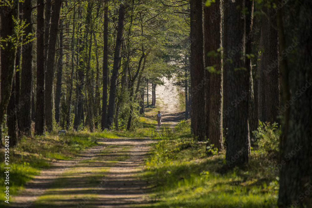 Obraz premium path in the woods