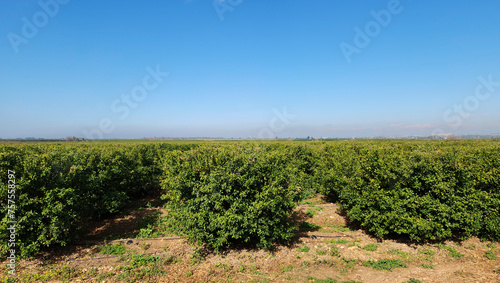 A machine-pruned citrus garden in Y  regir Plain