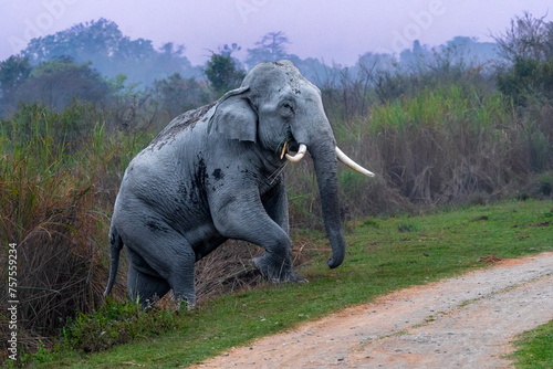 Asiatic Elephant crossing the road