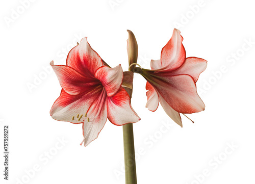 фотографія Bloom red and white Amaryllis (Hippeastrum)  Charisma