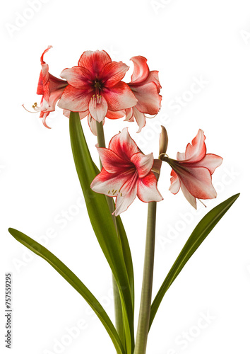 Bloom red and white Amaryllis (Hippeastrum)  